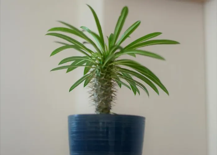 Apartament Haris No.2